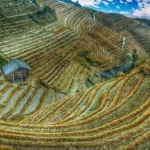 Le riz et les nouilles rythment la gastronomie chinoise depuis des siècles
