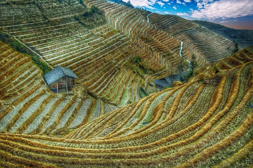 Le riz et les nouilles rythment la gastronomie chinoise depuis des siècles